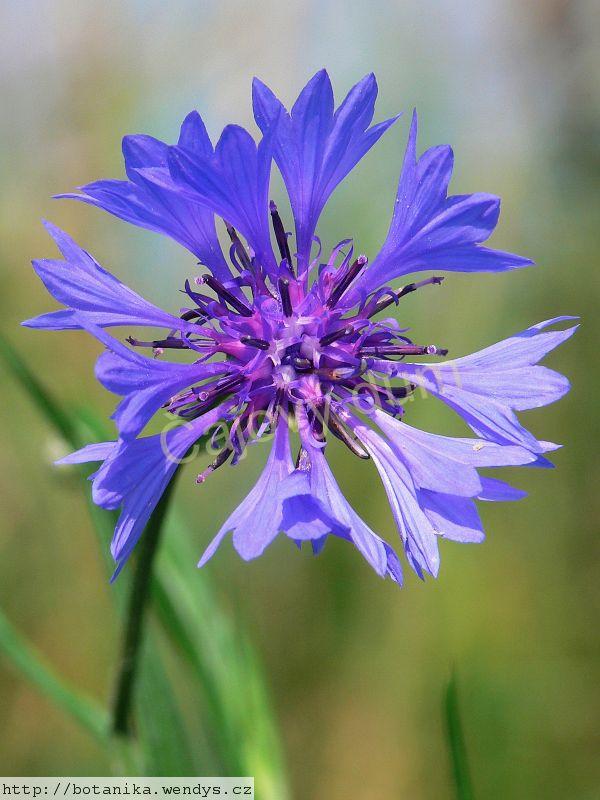 Chrpa květ s kalichem 